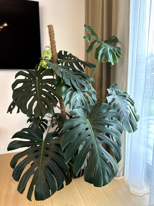 Monstera na sprzedaż