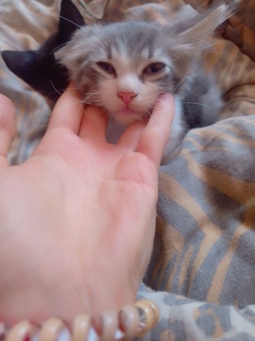Отдам бесплатно котят кому нужно пишите привезём и отдадим