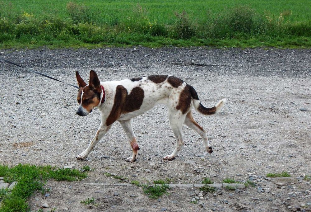 Furia szuka domu.
