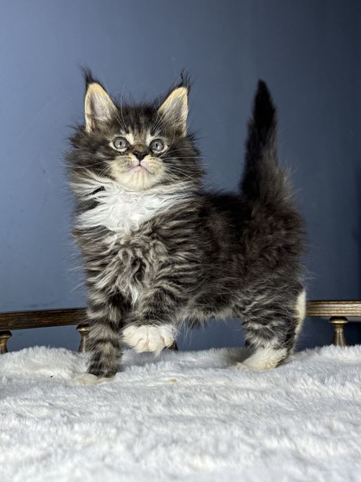 Забавный мальчик мейн кун с выращительными кисточками на ушках 1.5 мес