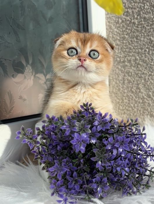 Дуже красивий малюк