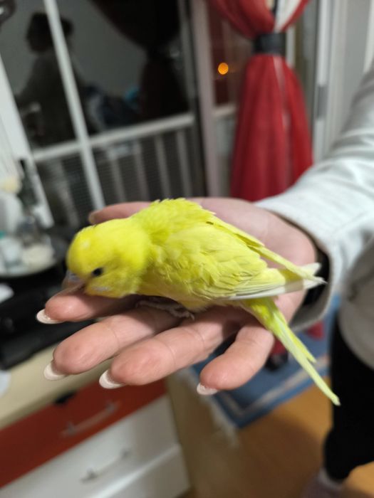 Piriquitos para acabar de criar a mão