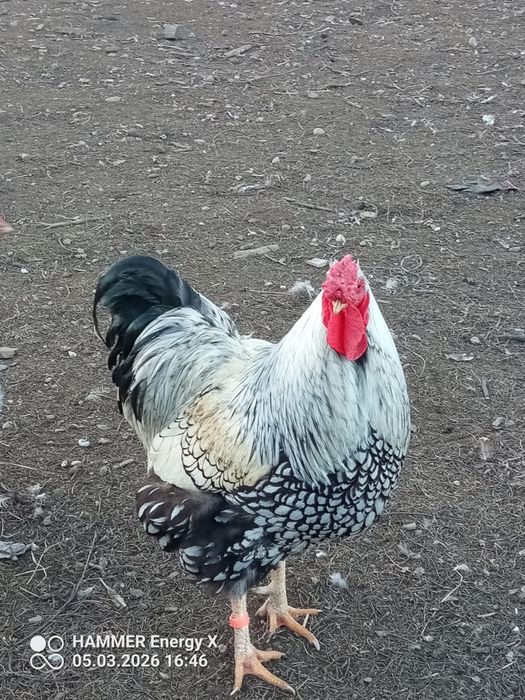 Jaja lęgowe wyandotee