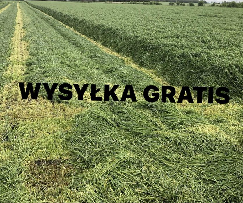 Mieszanka traw lucerna koniczyna gorzowska kupkówka festulolium trawa