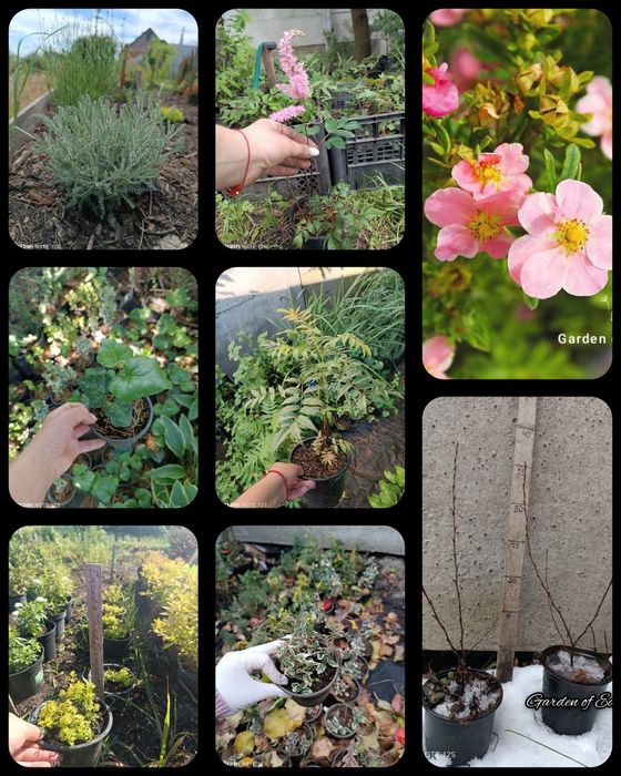 Саженцы декоративных растений. ландшафт. декоративні рослиникустарники