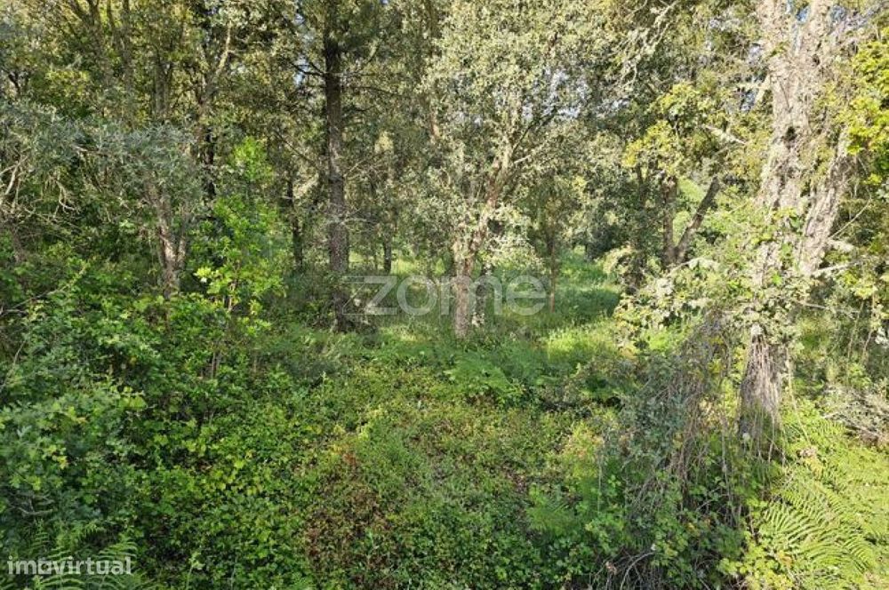 Terreno, Favaios