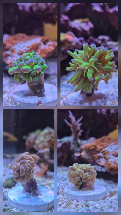 Euphyllias corais Lps