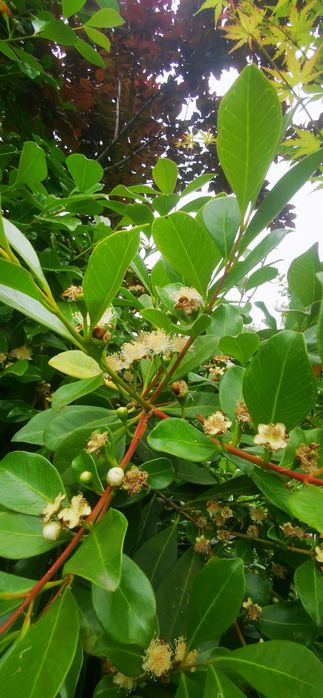 Araçá - planta muito produtiva