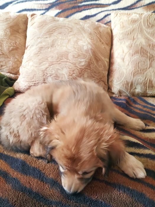 Собачка цуценя дівчинка