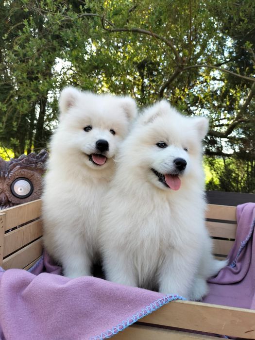 Samoyed/Samojed z rodowodem