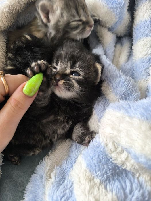 В'язка Мейн-кун, кіт красень шукає даму