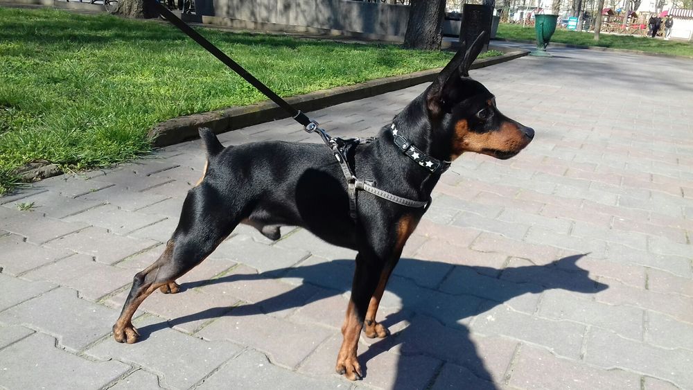 Вязка.Цвергпинчер (мини-доберман)