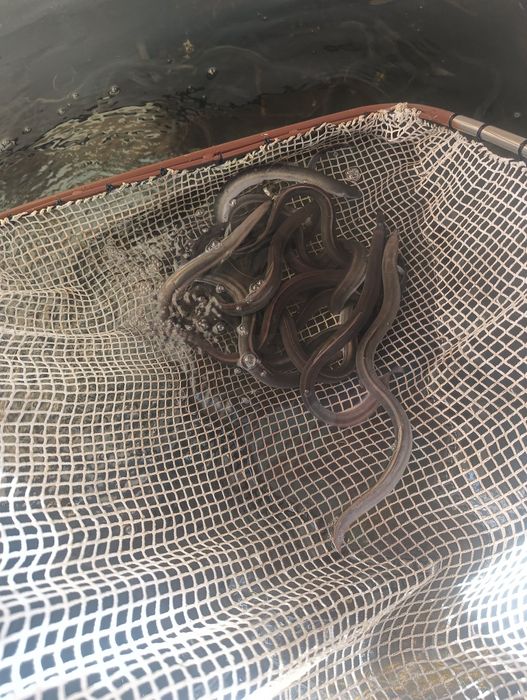Węgorz 20 zł sztuka