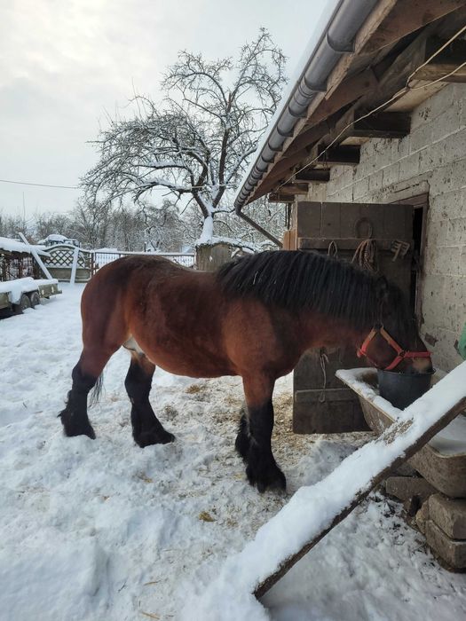 Sprzedam Ogierka zimnokrwistego 2, roku z pełnym pochodzeniem