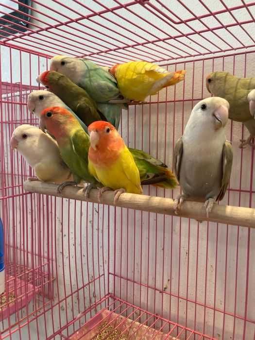 Agapornis Roseicollis ( Loja Profissional )