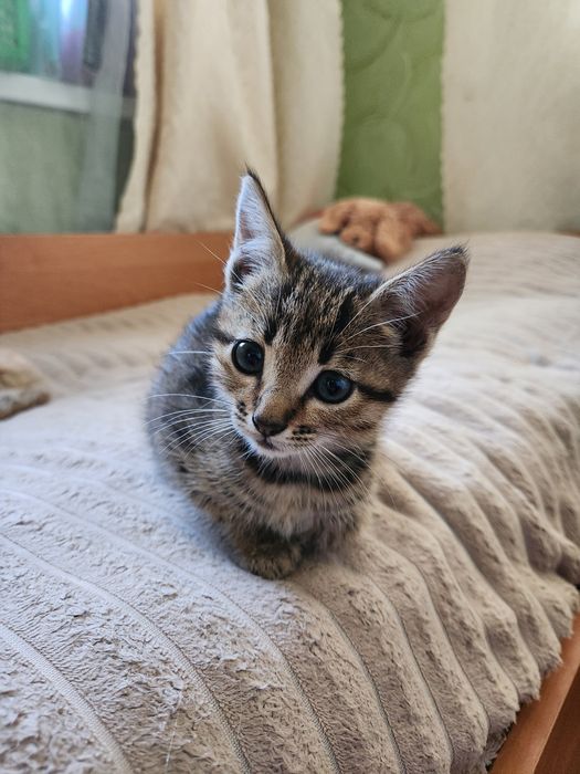 Котята/ кошенята
