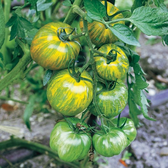 10 Sementes de tomate Green Zebra - rara