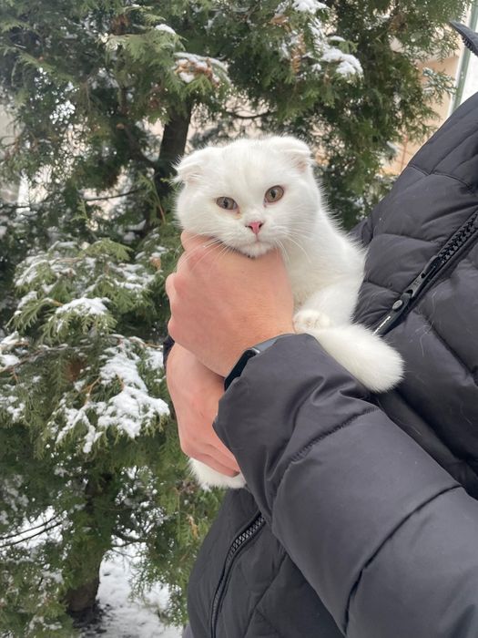 Вязка кота, Британець білий