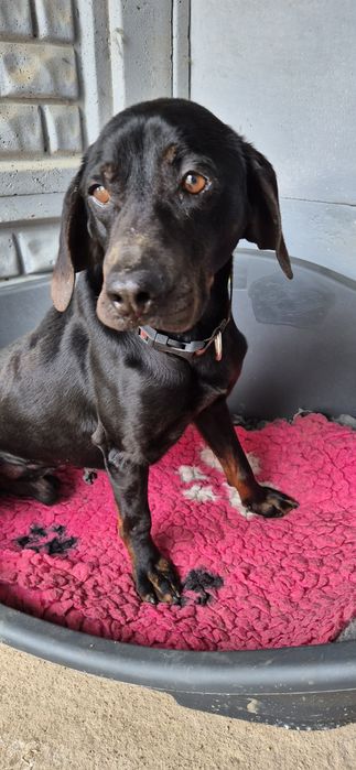 Piesek okolo 7 lat