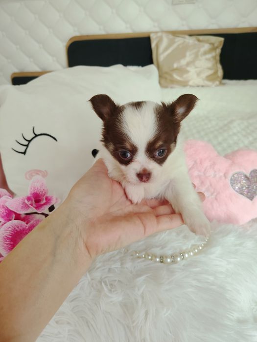 Chihuahua długowłosa suczka
