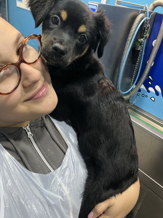 Serviços de petsitting