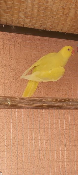 Ringneck Macho Verde Pálido Azul/Canela 2025