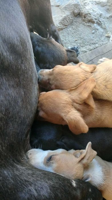 Cães bebés para doar