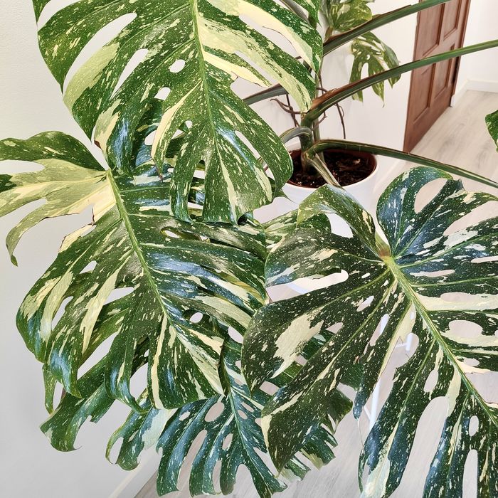 Monstera Thai constellation // planta rara