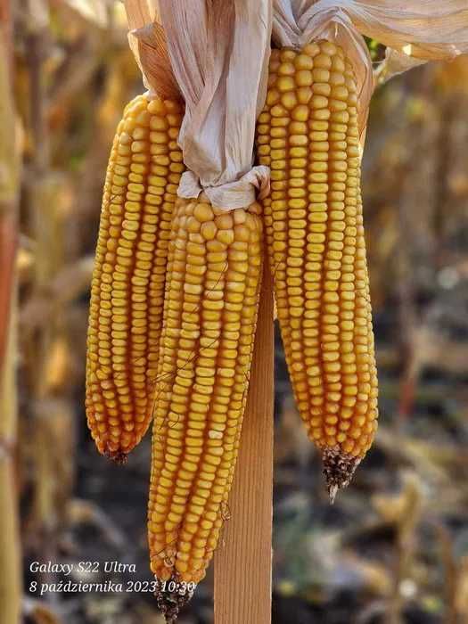 Kukurydza CEGRAND ziarno FAO 270/280 (80 tys. nasion)