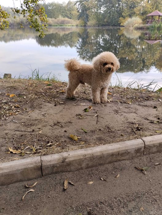 Вязка Той пудель симпатяшка)