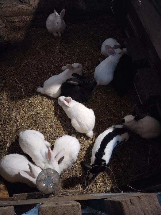 Продаю кролі на м'ясо