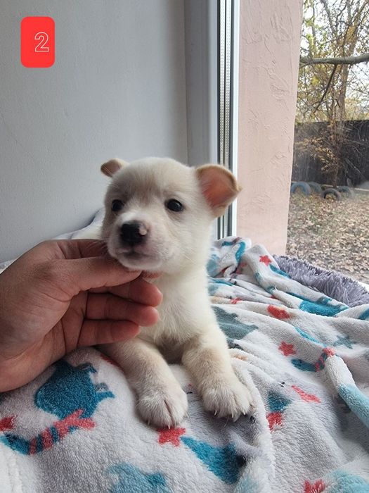 Цуценята в добрі руки