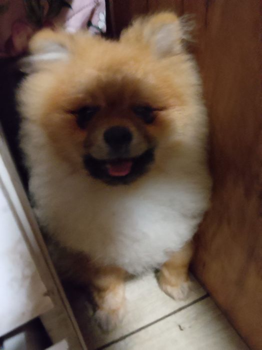 Piękny chłopak pomerianian