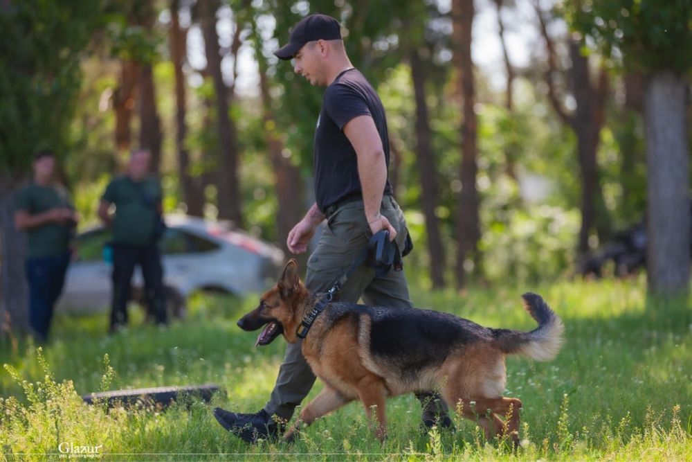 Кінолог. Дресирування собак. Кропивницький