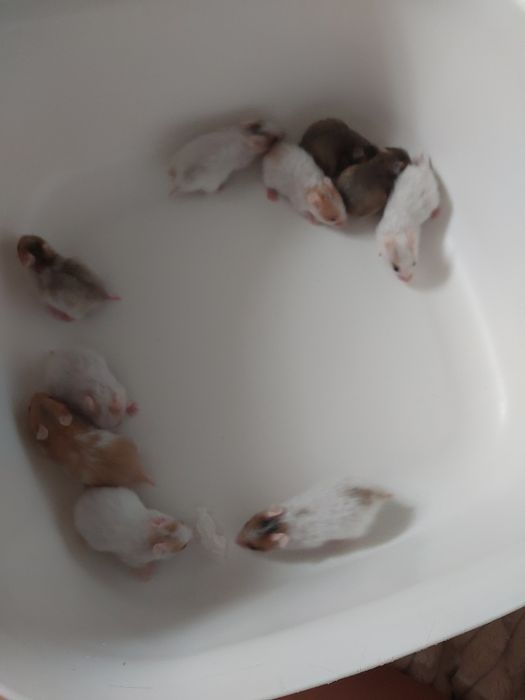 Sprzedam  chomikow syryjskich