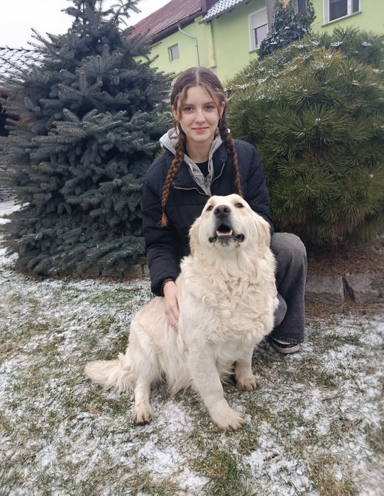 Golden Retriever Związek Hodowców Psów śliczna suczka