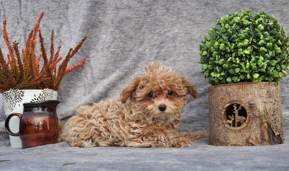 Szczeniak MALTIPOO F1 miniaturka