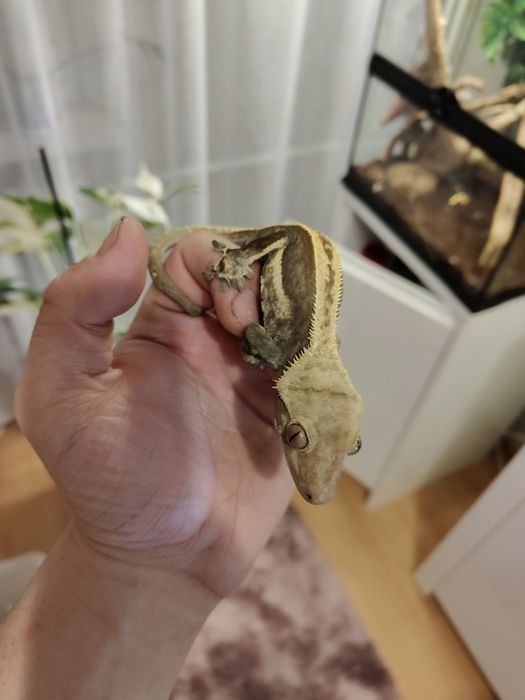 Gekon orzęsiony dorosły samiec