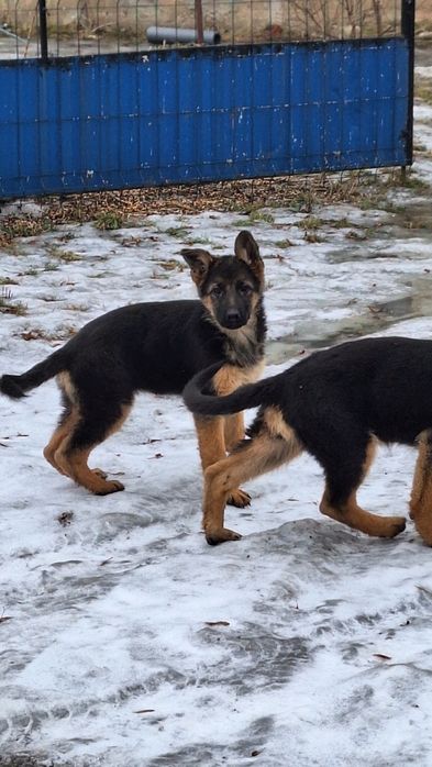 Sprzedam owczarka niemieckiego krótkowłosego