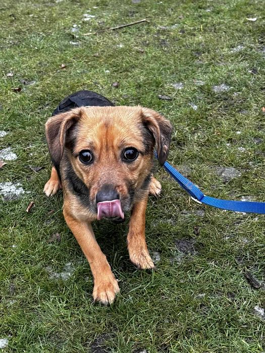 Skrzywdzona bezdomna sunieczka potrzebuje domu