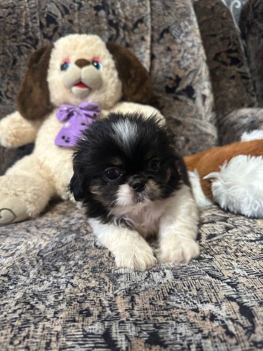 Пекінес дівчинка трьохкольорова красуня