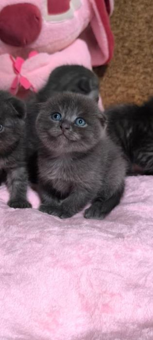 Британські котенята кошенята
