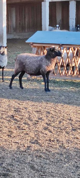 Племінні  романівські барани