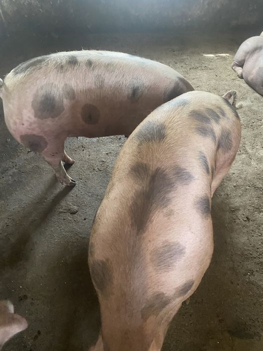 Продам свині живою вагою