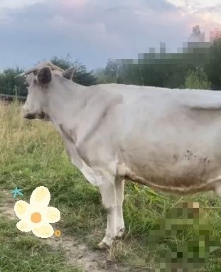 Продається корова
