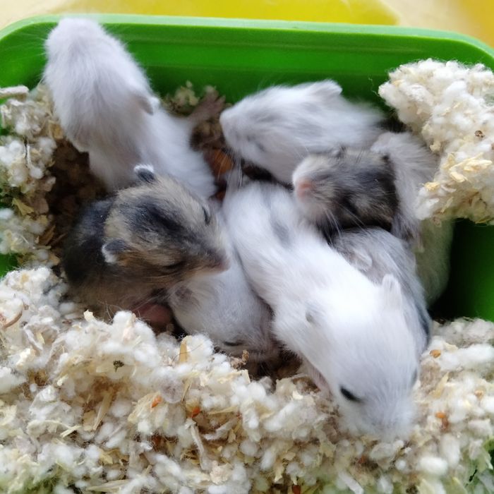 Джунгарські хом'ячки