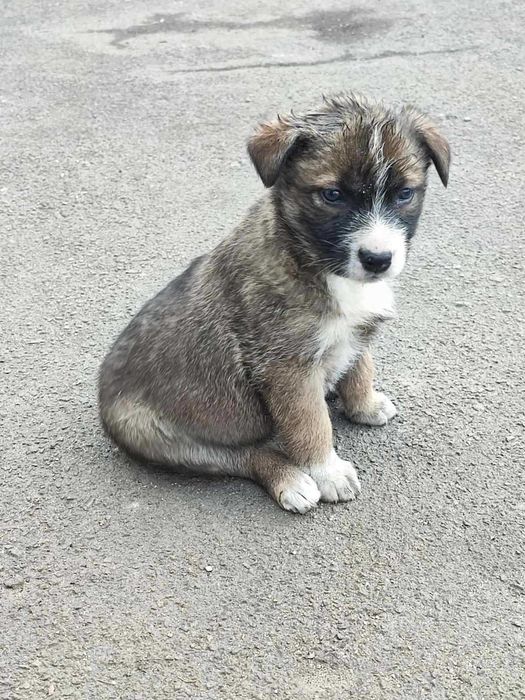 Цуценята в добрі руки