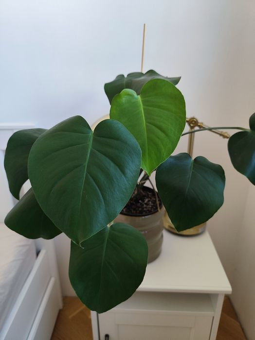Monstera deliciosa XL ok. 60 cm