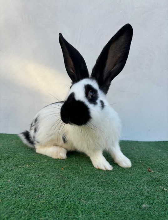 Кролі .Продам молоді самці і самки готові до спарювання