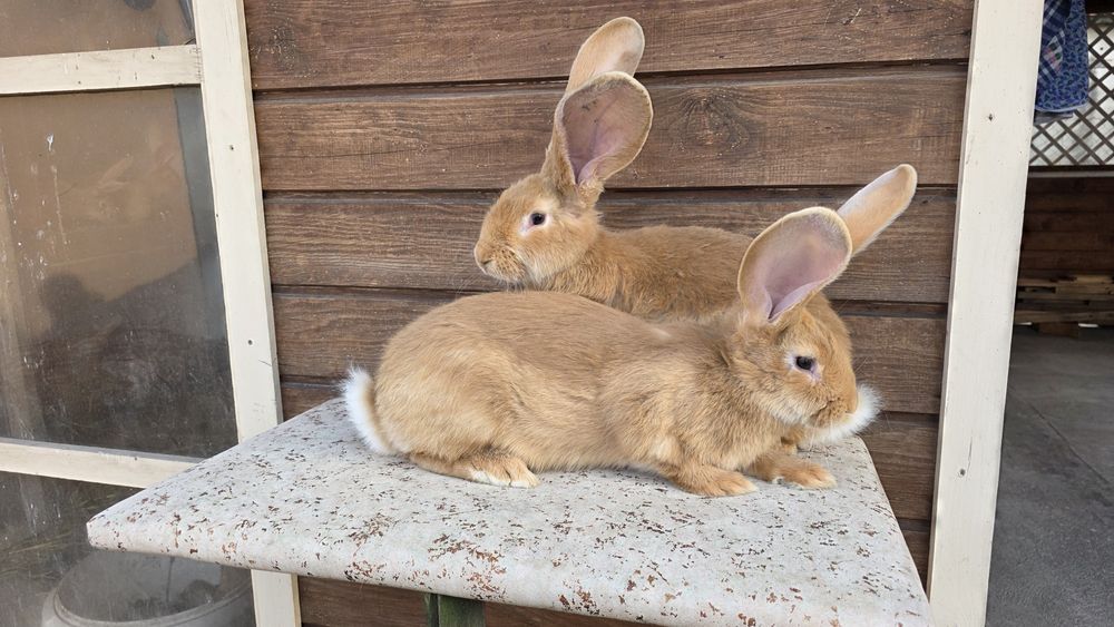 Olbrzym belgijski zolty